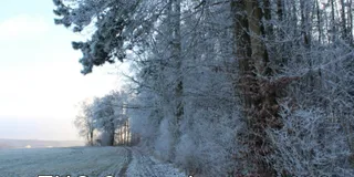 THG-Prämie Januar 2026