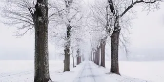 Bild einer Allee im Winter. Verschneit.