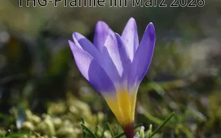 THG-Prämie März 2026